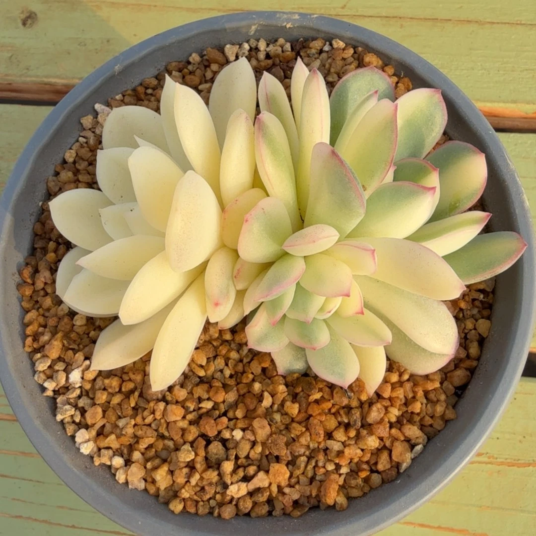 雨燕座锦锦上园艺一物一拍