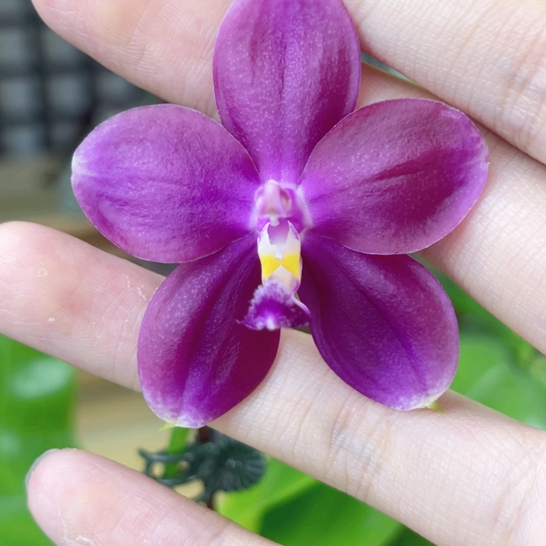 完全开放鱼鱼交GV-1418