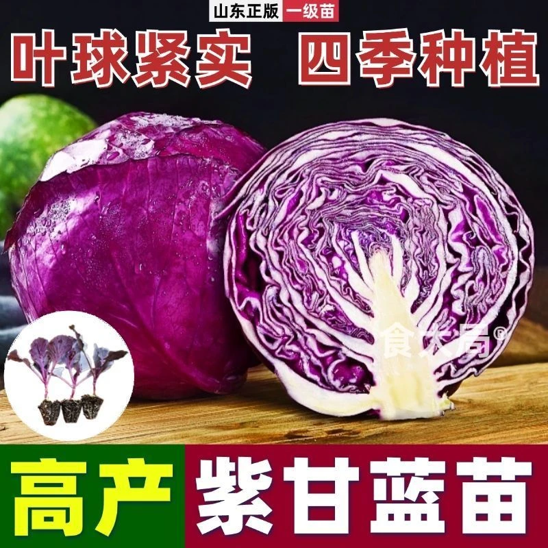 紫甘蓝种苗绿甘蓝苗紫包菜紫卷心菜沙拉菜绿包菜牛心甘蓝四季菜苗