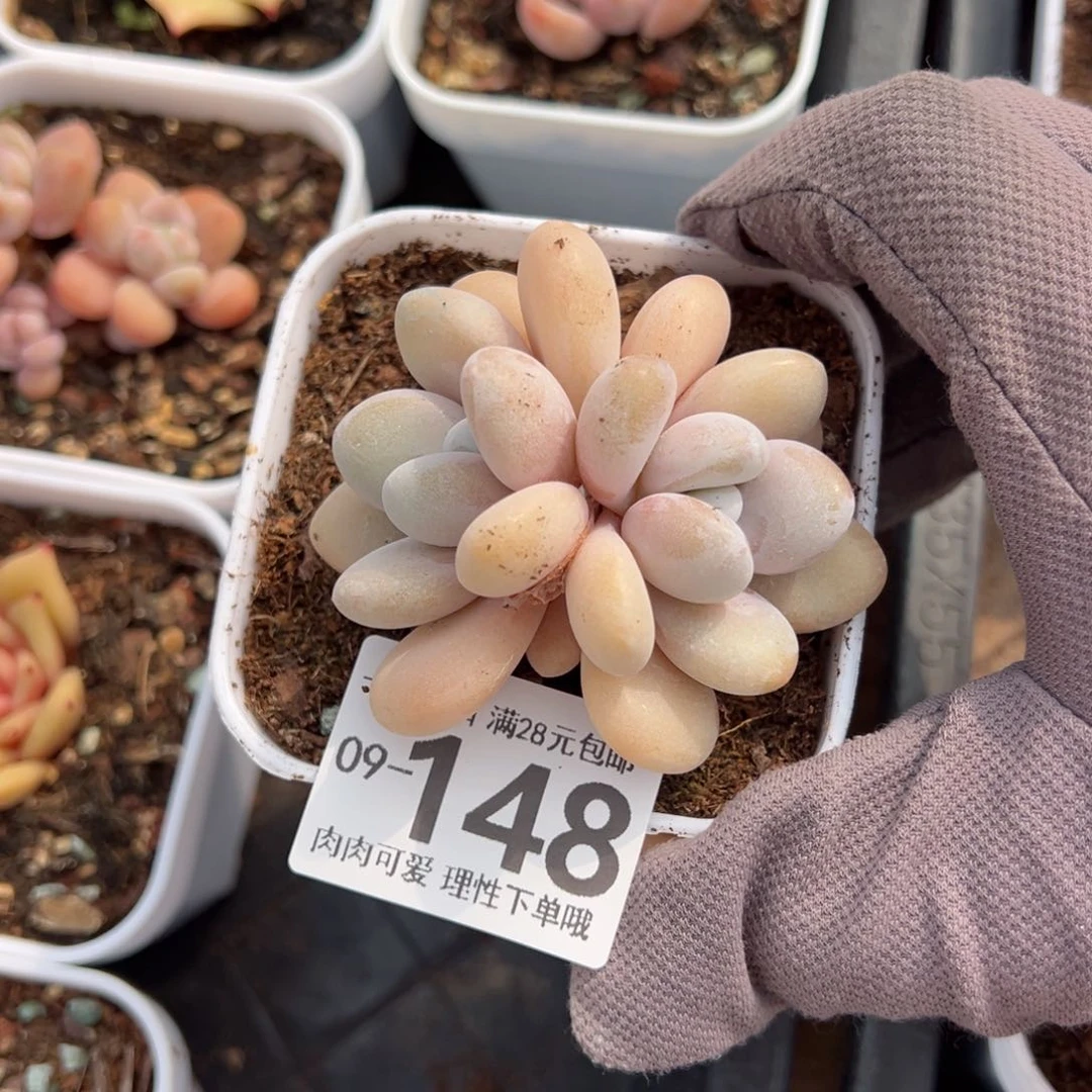 粉兔多肉多肉多肉多肉