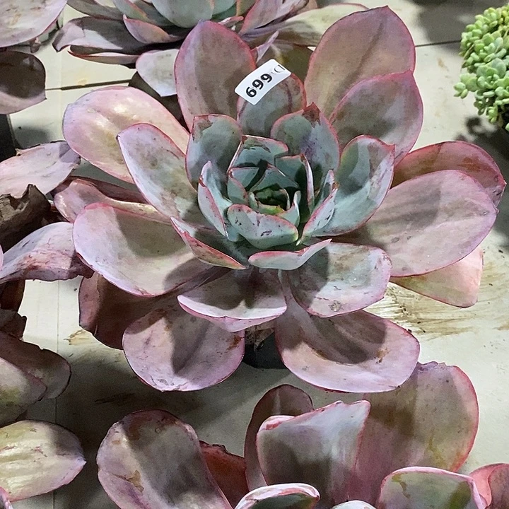 悠***心669肯尼迪多肉送一个