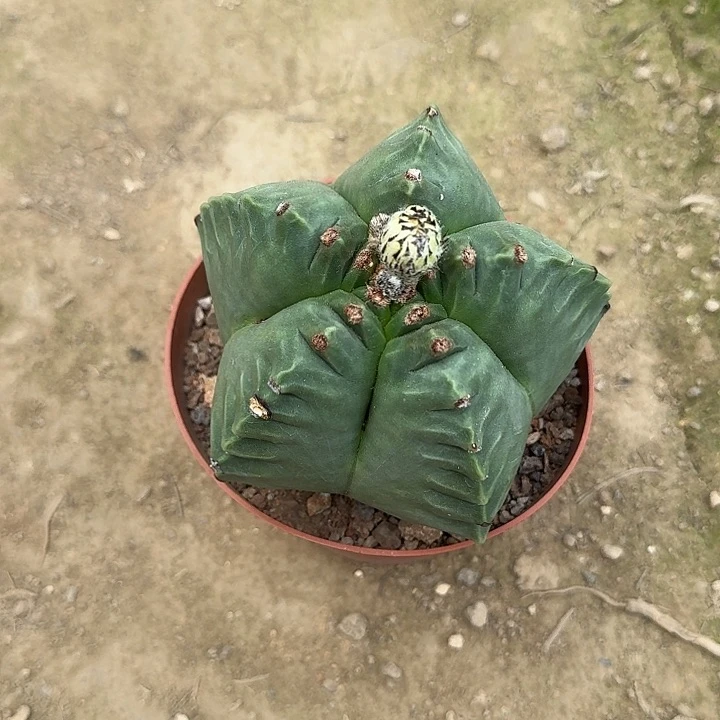 鲲***！可口可乐了看看可口可乐