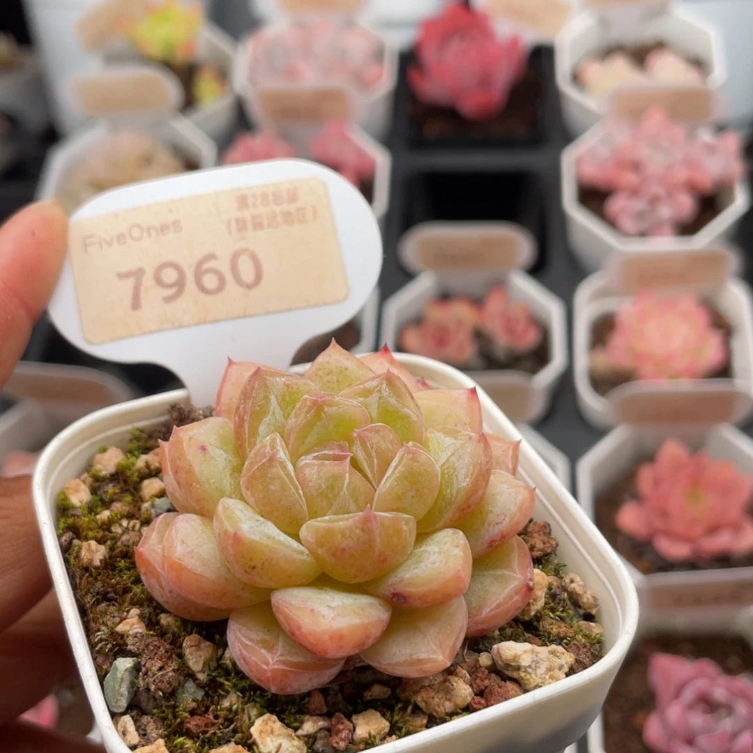 钻石珍妮7960-5.0厘米