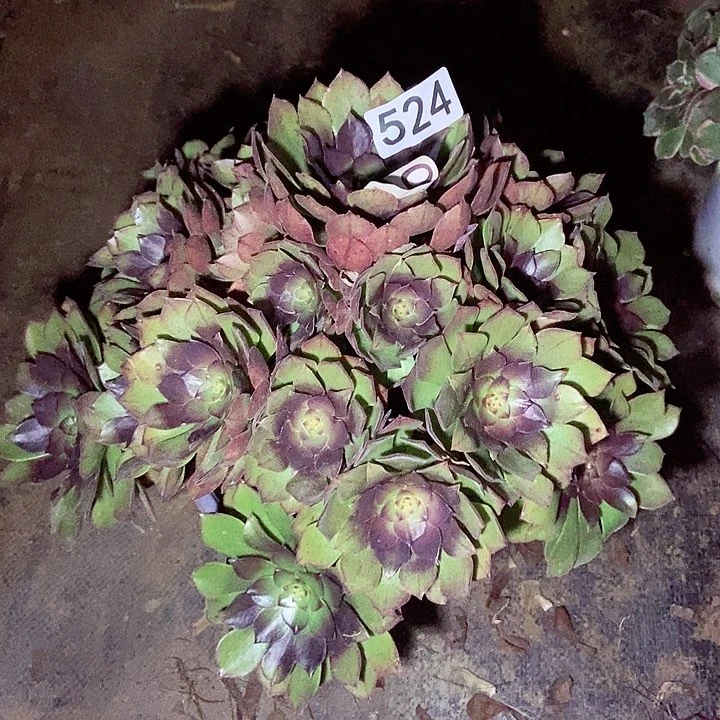 桃花石多肉特价不包断524多肉