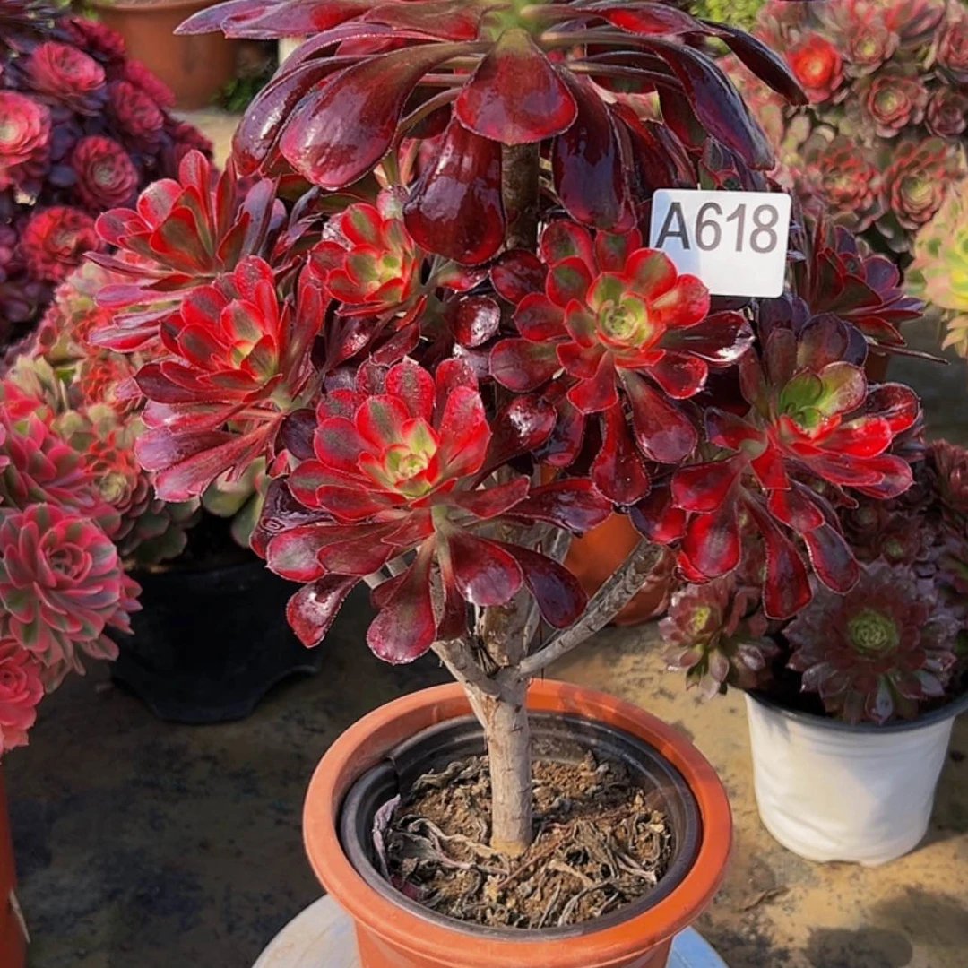【闪购商品】多肉植物618丽娜。