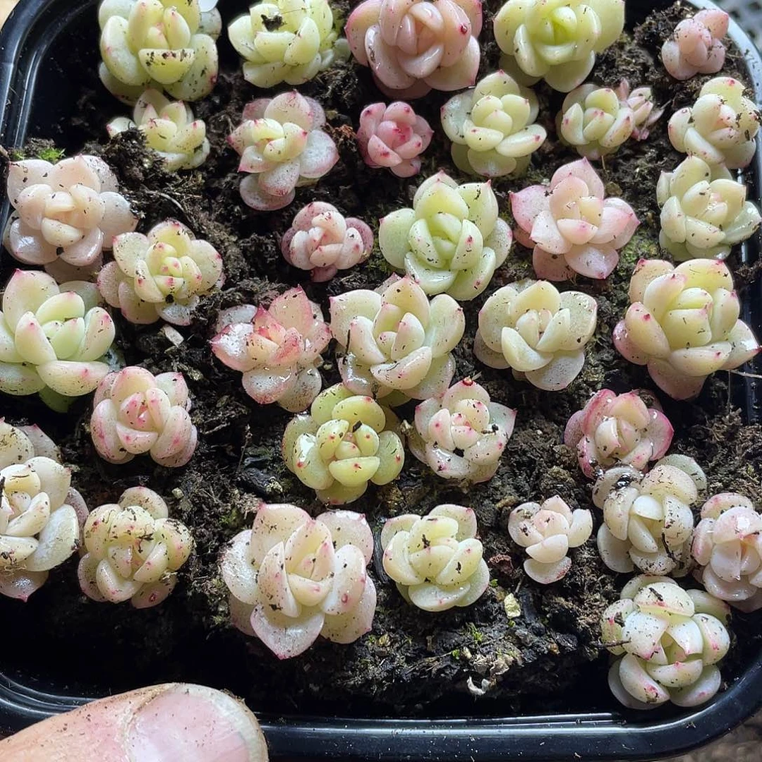 买64珍妮混一物一拍010