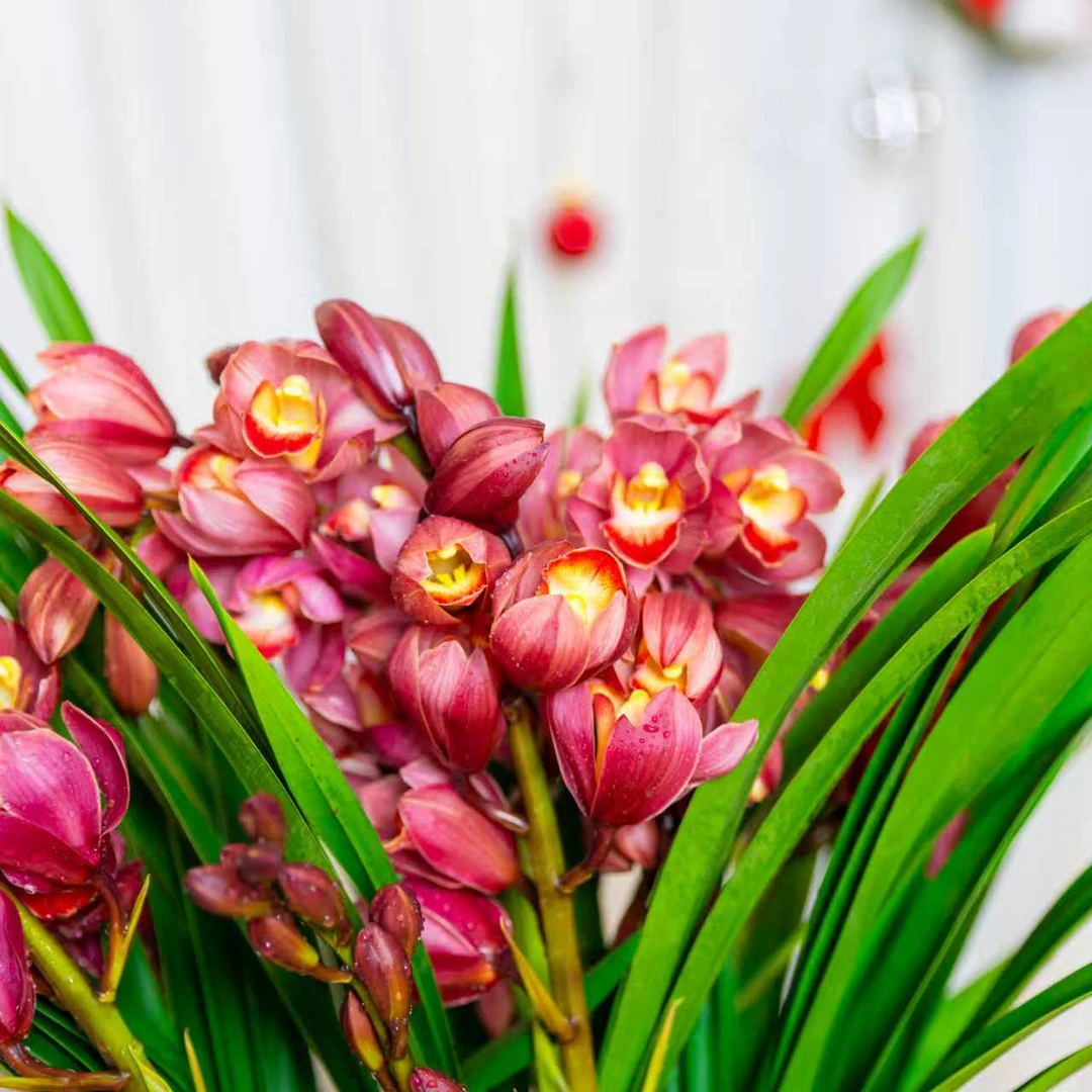 精品兰花蕙兰红宝石【5-8】花剑带花苞浓香型花卉年宵花高档花卉