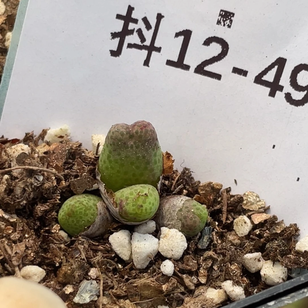 12-49斑马955d多肉植物