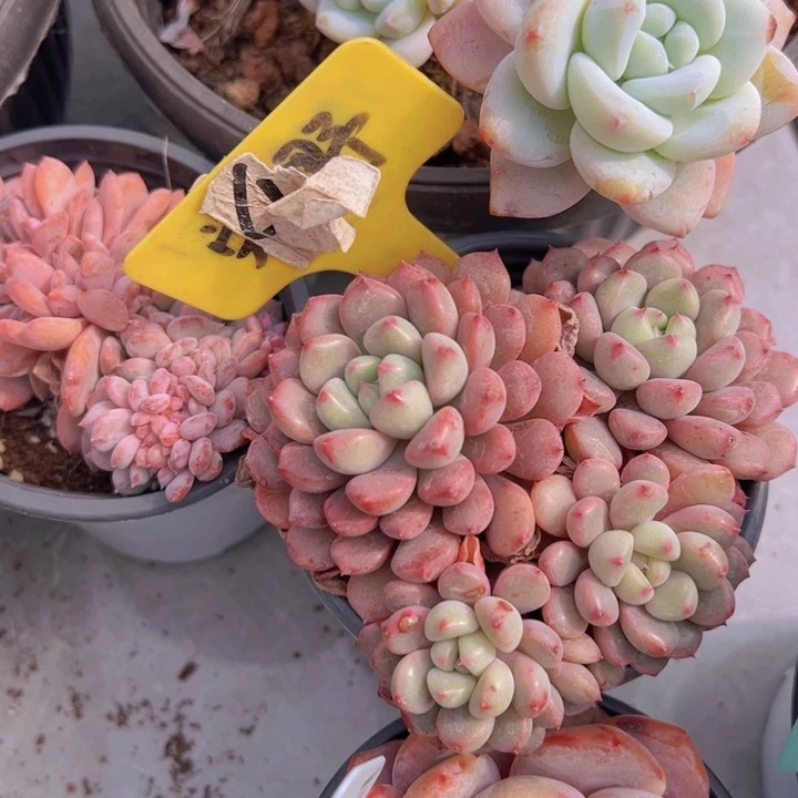 健健康康平平安安