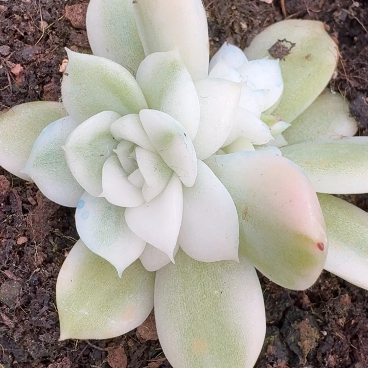 高瓷白麦秆锦底座带覆轮
