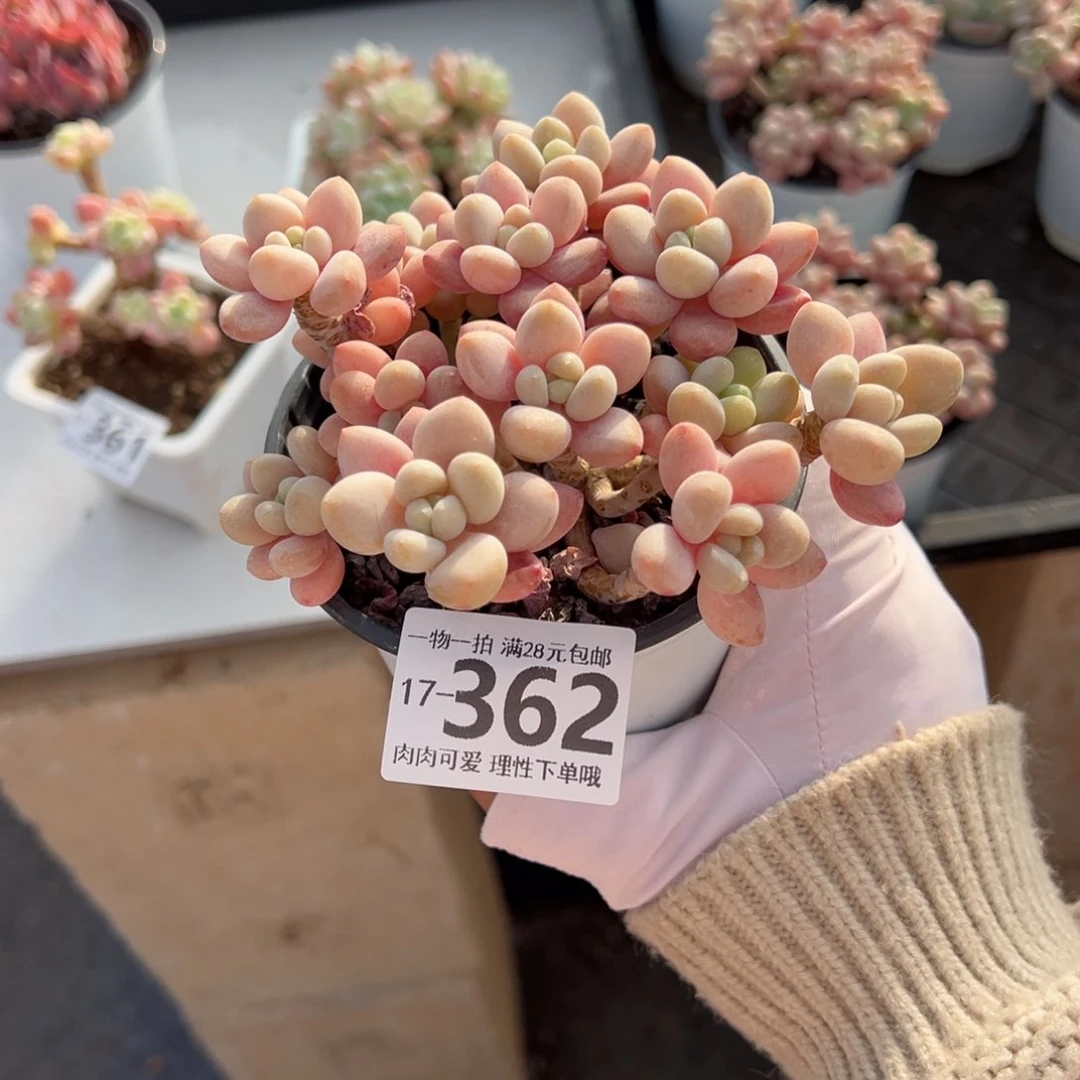 鱼子酱多肉多肉多肉多肉