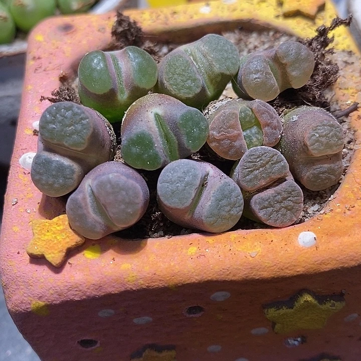 班克雪花磁铁1颗买2送1