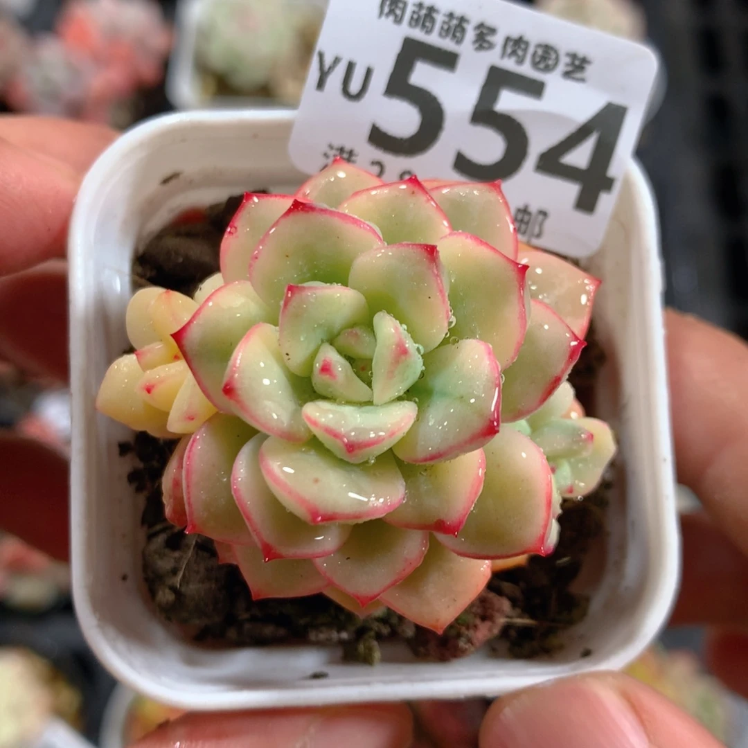 5CM拇指盆精控多肉YU554