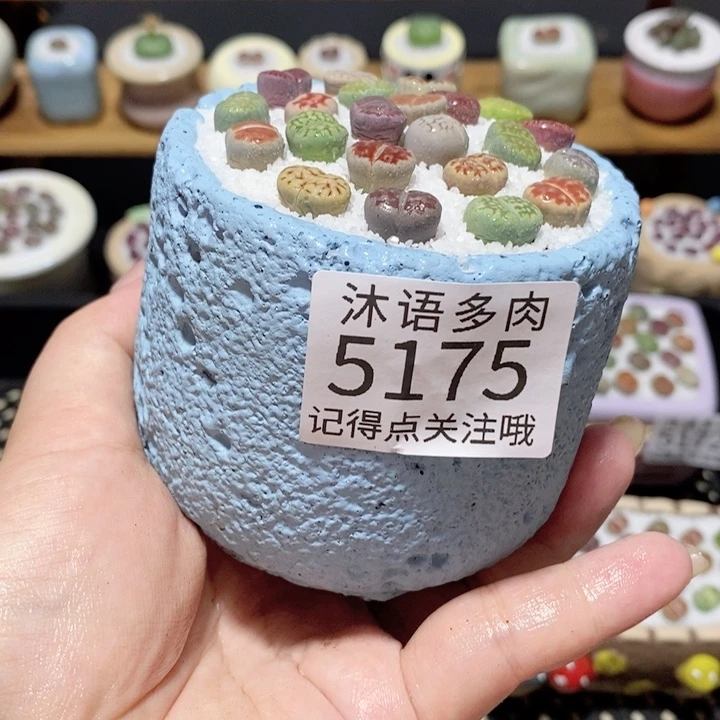 带盆土植物 一物一拍5175