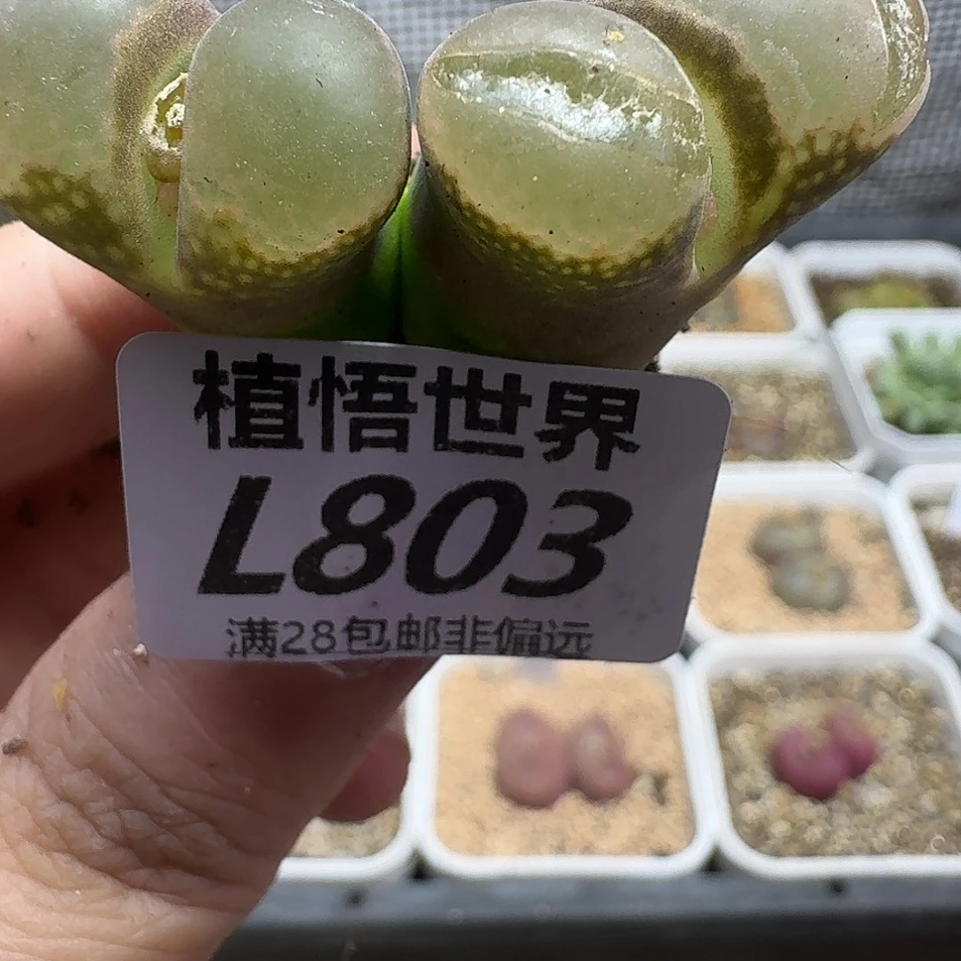 多肉植物的润泽gbb