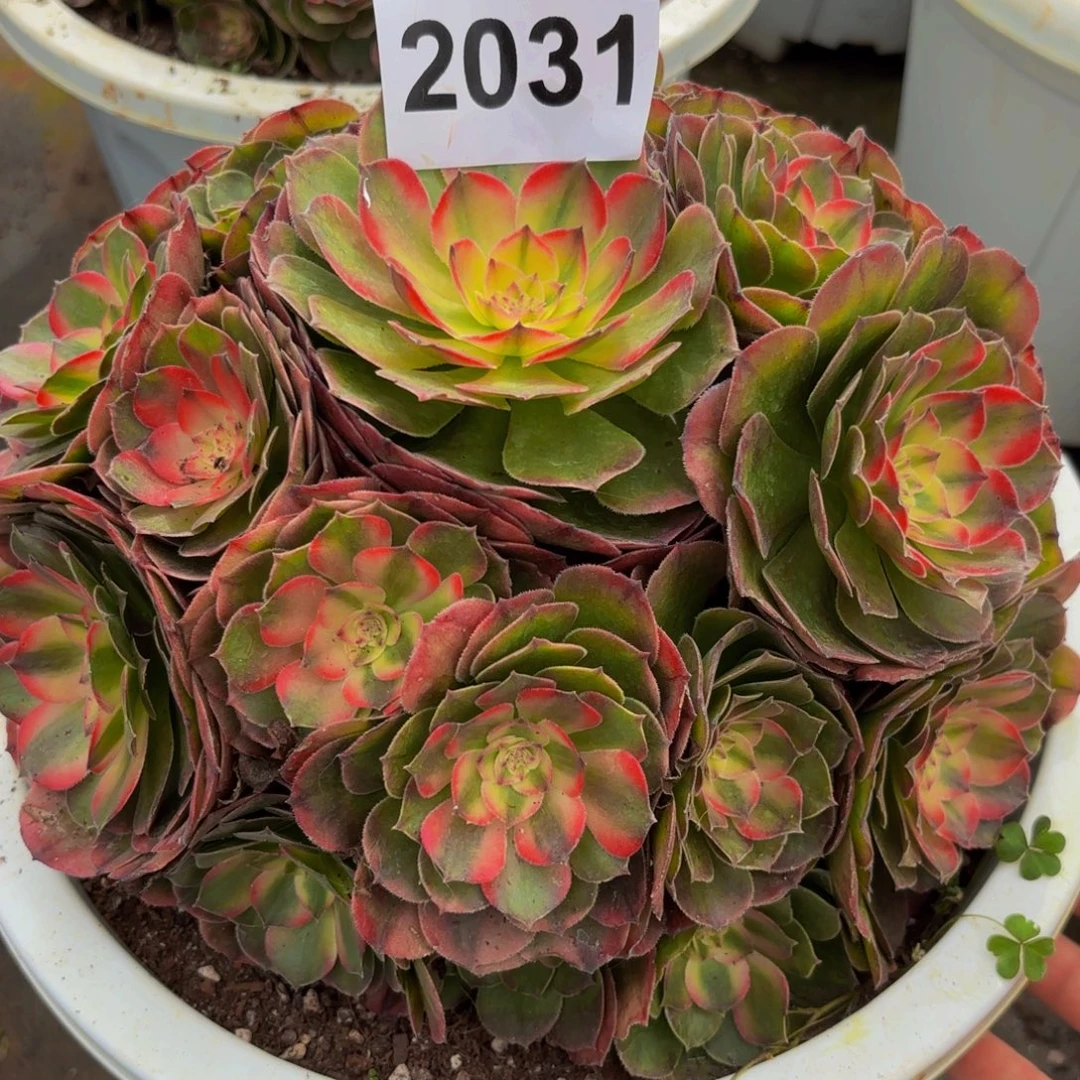 2031多肉植物荔枝法师
