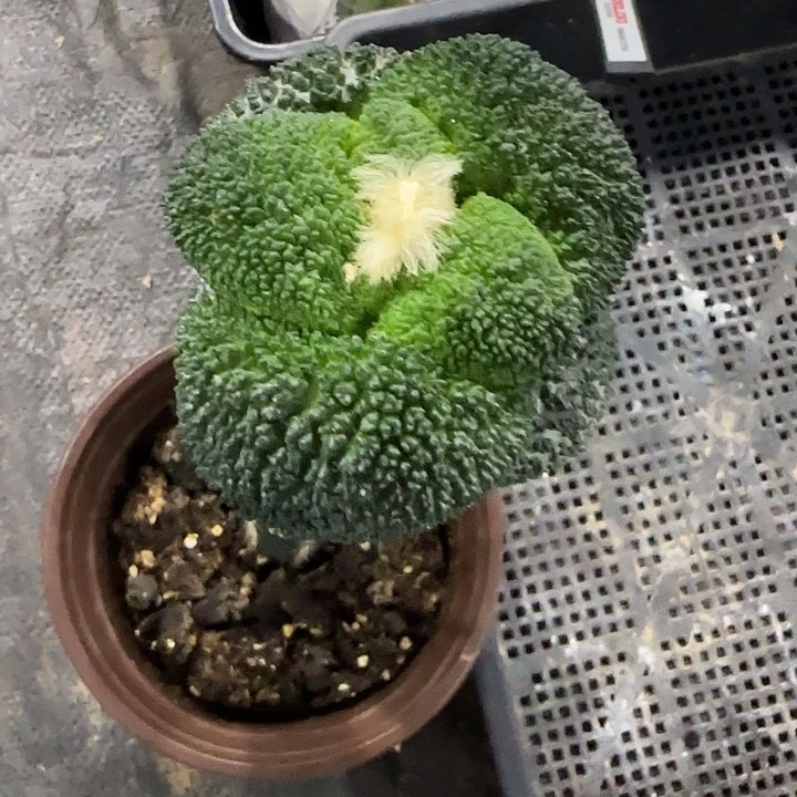 花***卷超大尤密尤哥斯拉691
