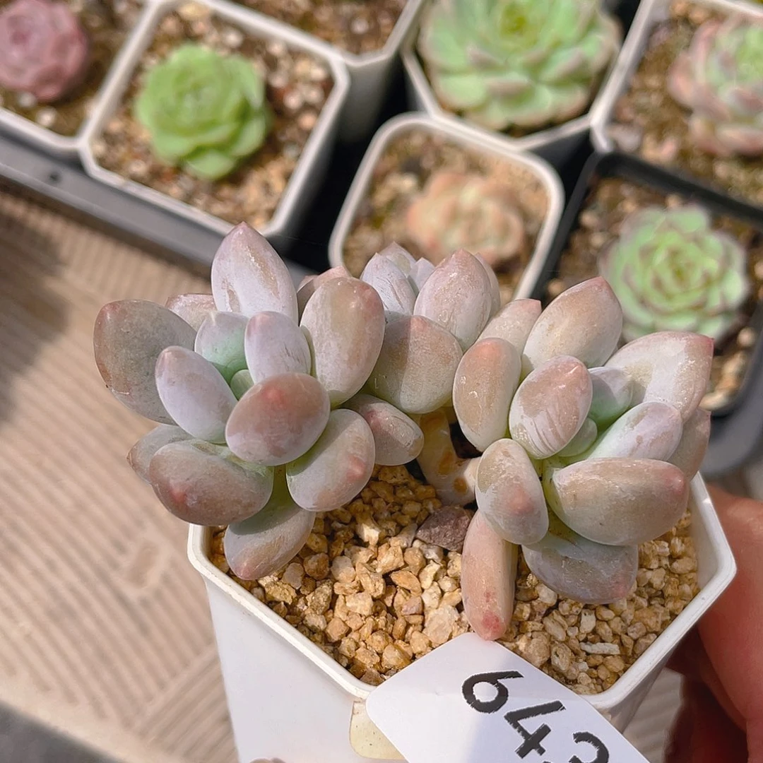 643。 若兰美人。