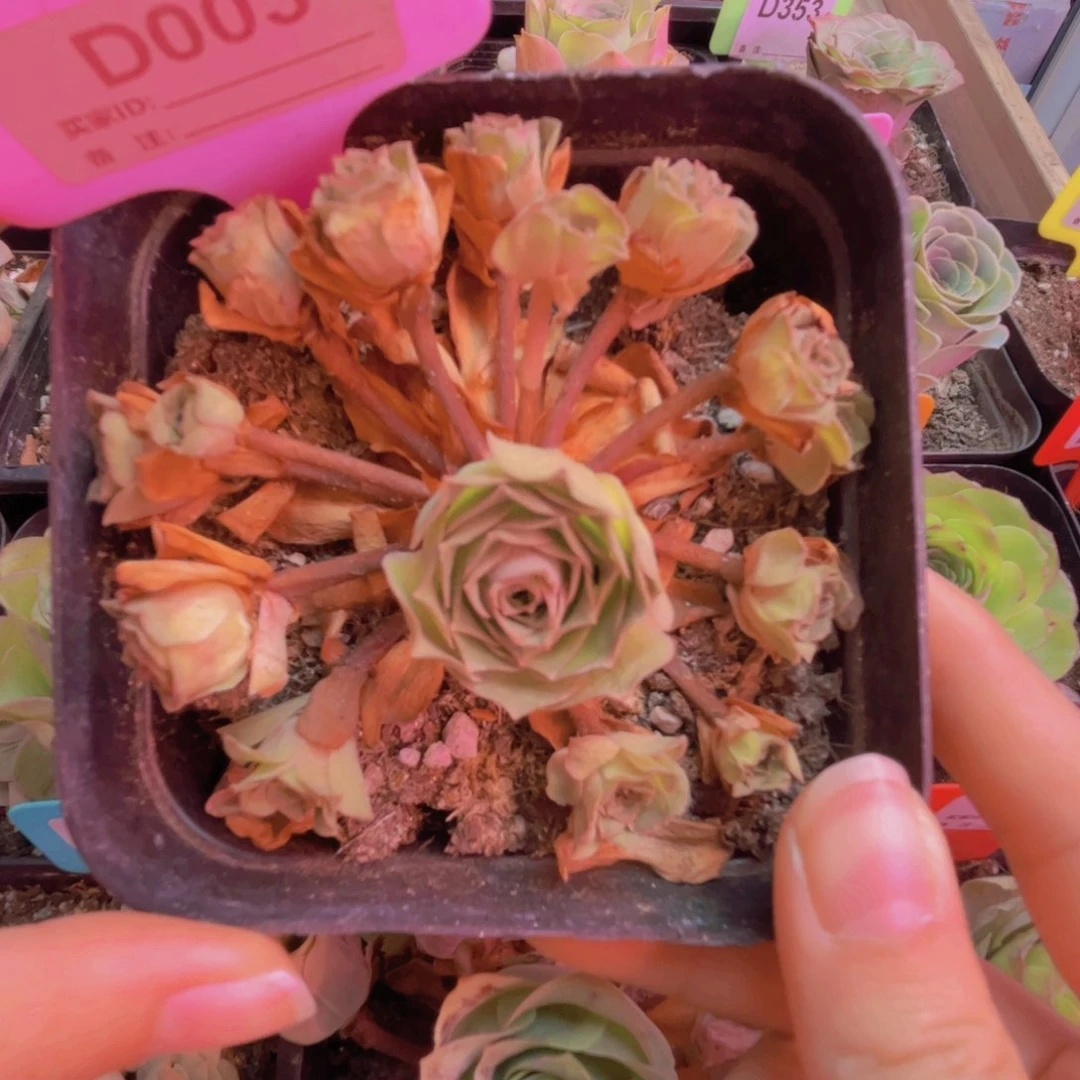 003月影寒多头手捧花