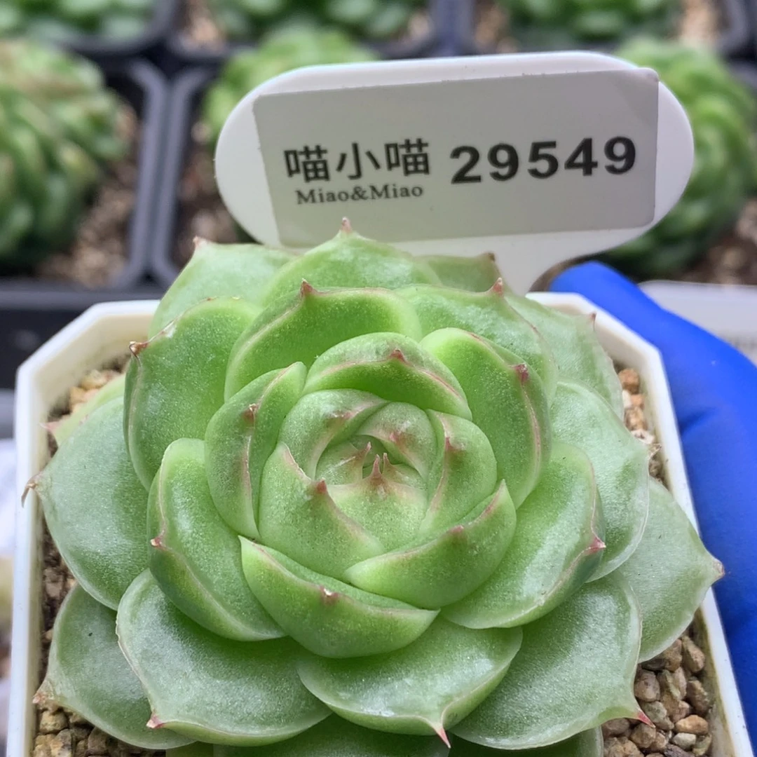 多肉植物杂交珍妮