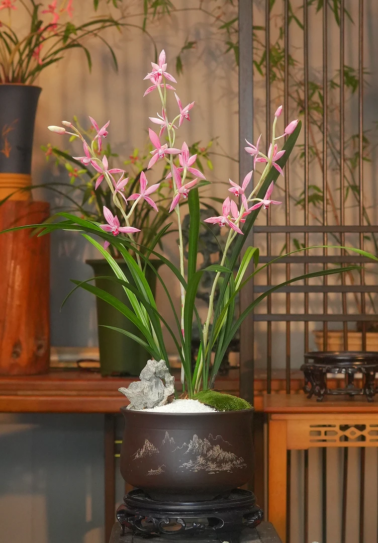 建兰铭品【醉月红尘】带紫砂盆兰花栽种好室内室外好养兰花盆栽