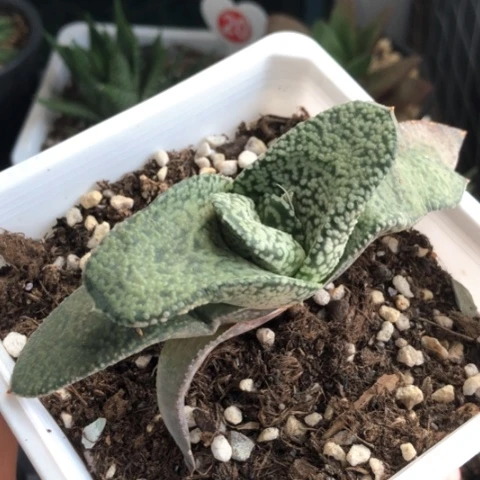 蜗牛带盆发货哈哈哈