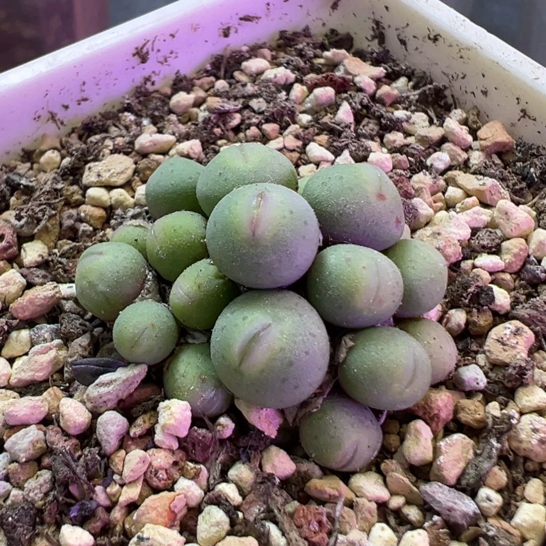 喜***睛专拍专拍 肉锥植物