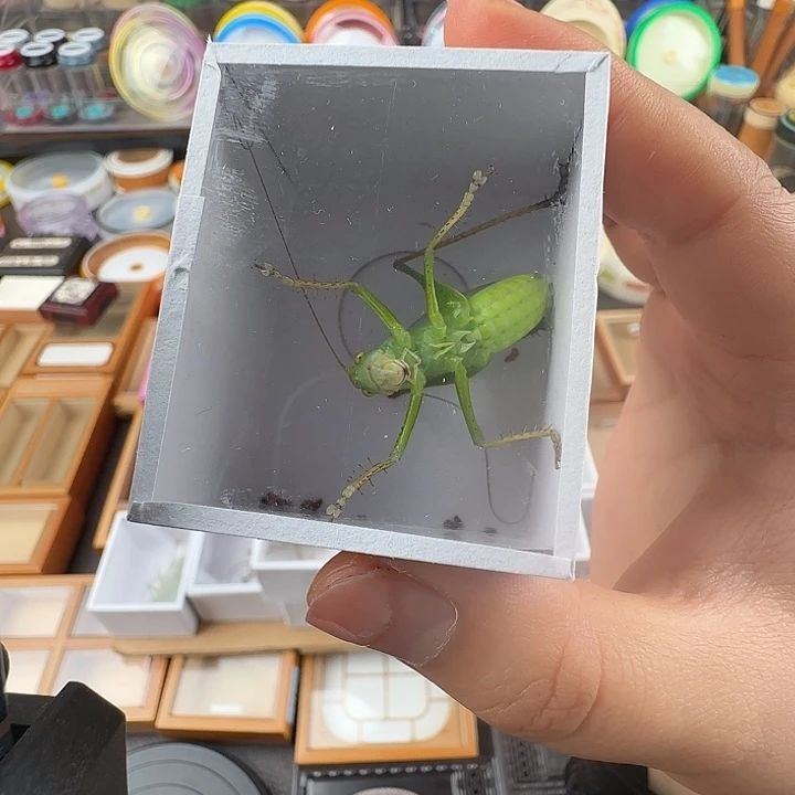 贾姐绿扎口勤爱叫…………