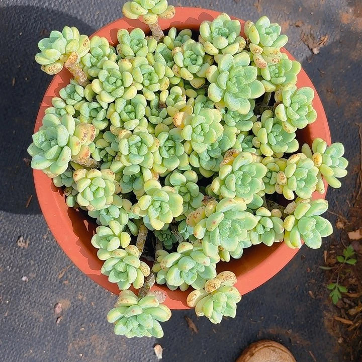 劳尔。。。。。。。。。。。。