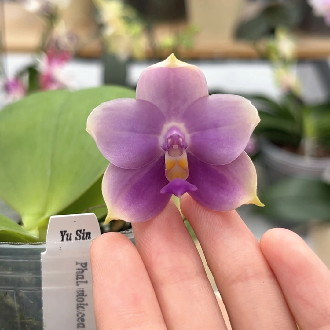 完全开放2.5寸荧光狗开花株