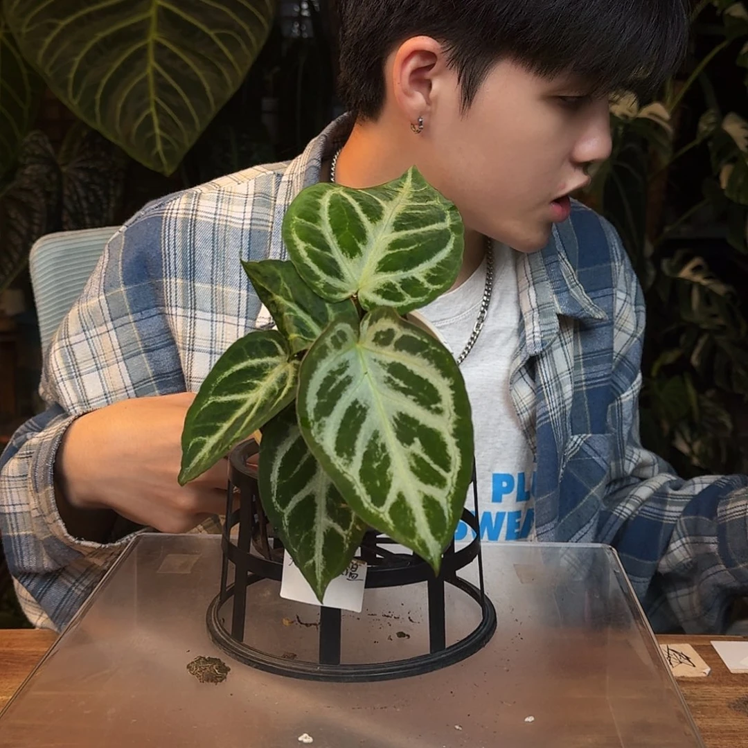 完全开放L68银色面纱杂银刷子