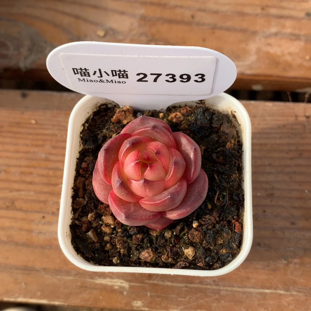 b****e多肉植物糖心珍妮