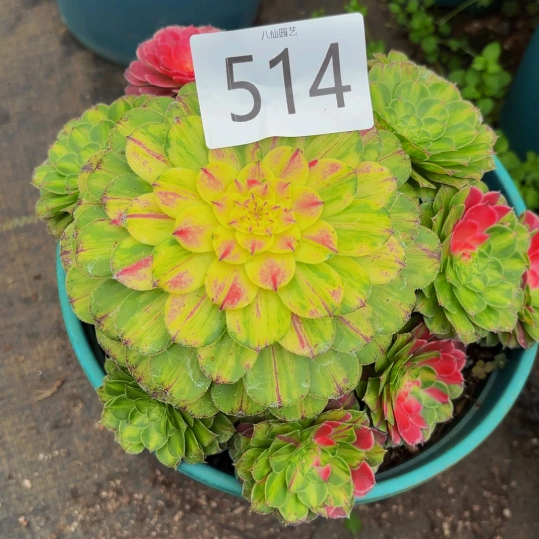 飘***絮514多肉植物知否变异