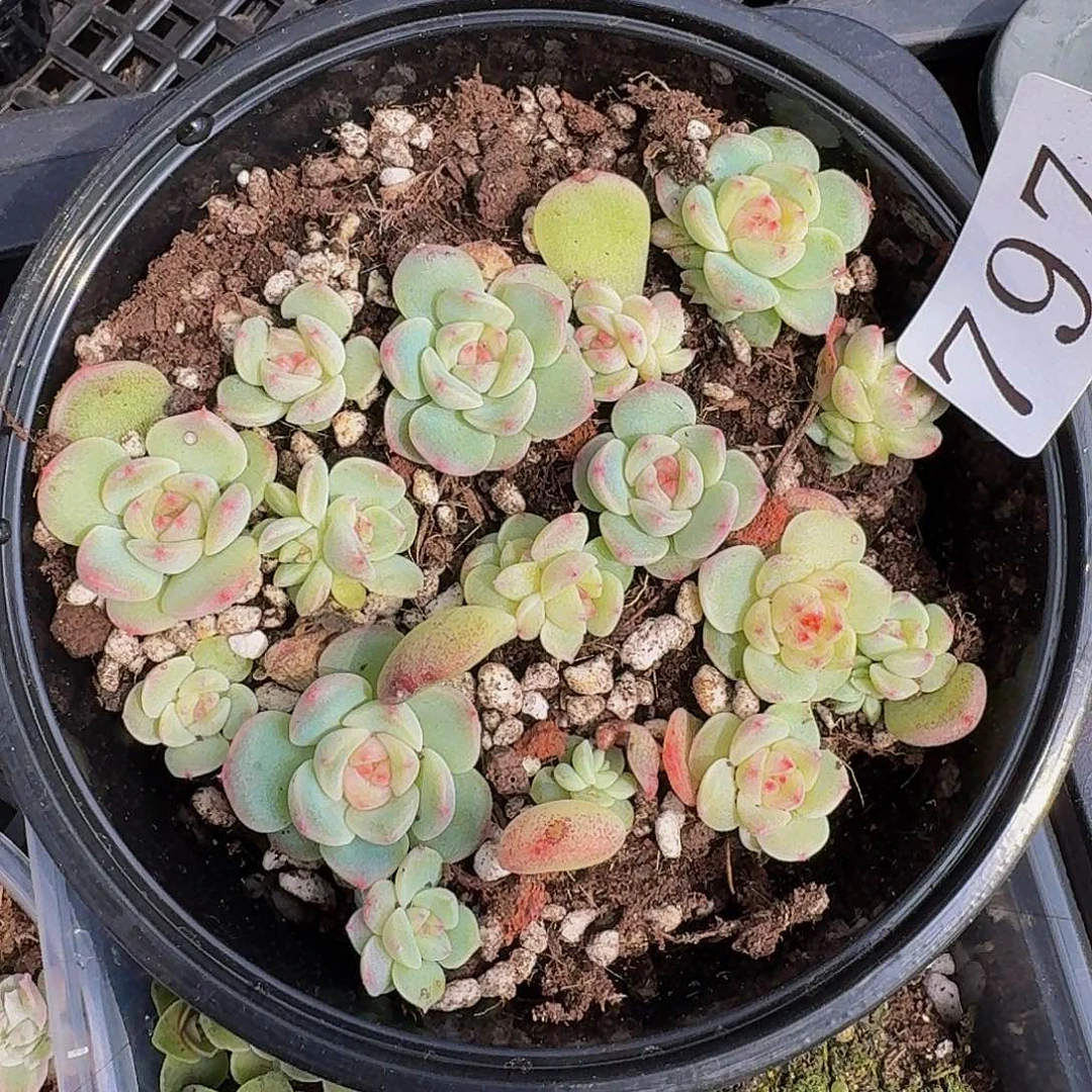 多肉植物多肉植物797