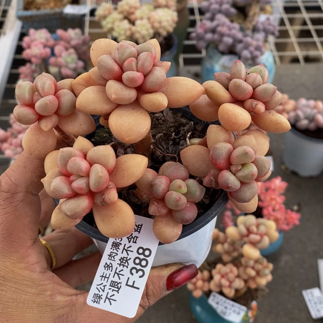 先锋派388/10c m多肉