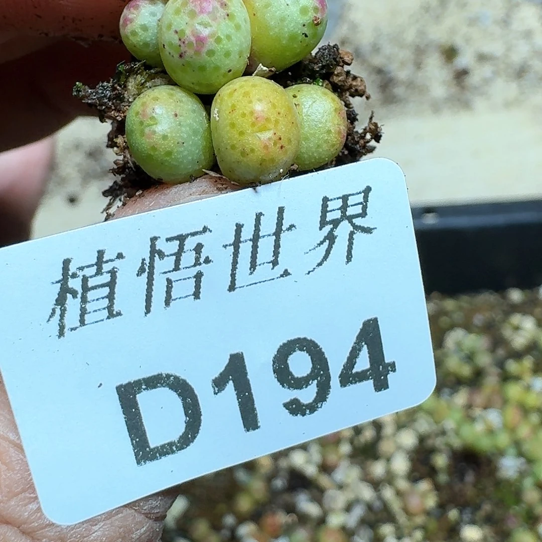 194号多肉植物哇c v