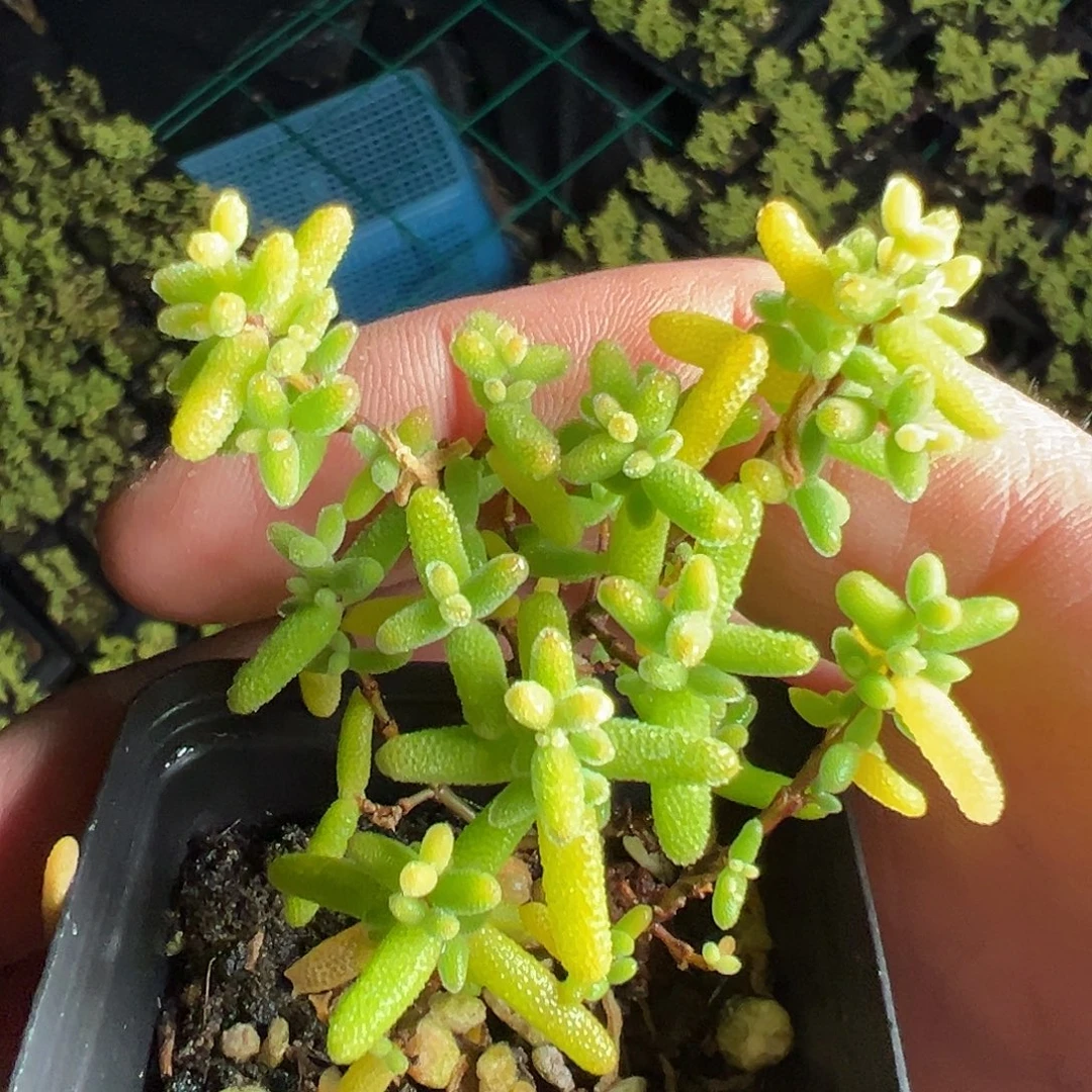 糖球奶油福伦锦55杯老桩福利