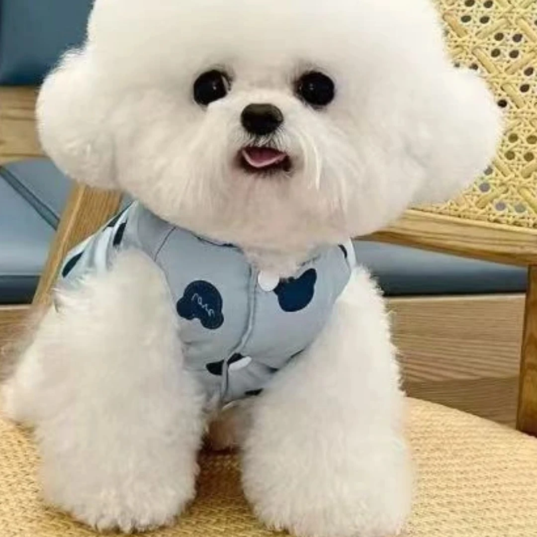 狗狗（衣服)拍这个