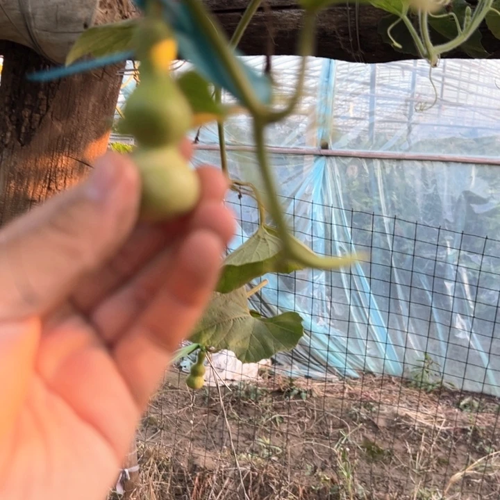 新***秀葫芦葫芦葫芦葫芦葫芦