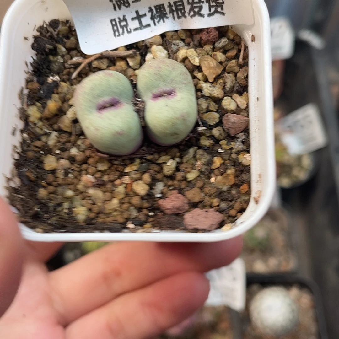 629双头小红嘴肉锥