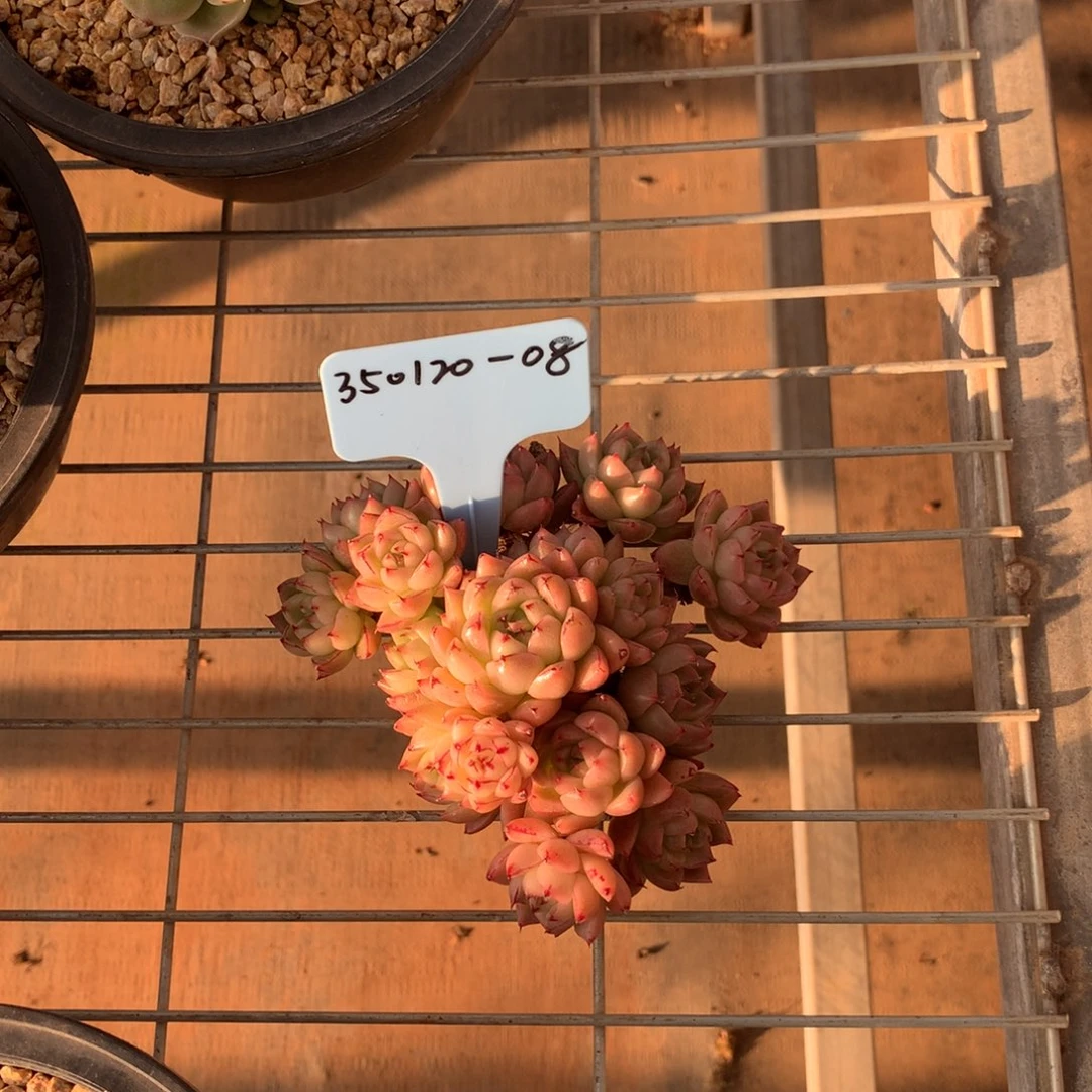 W****.350120-08石英