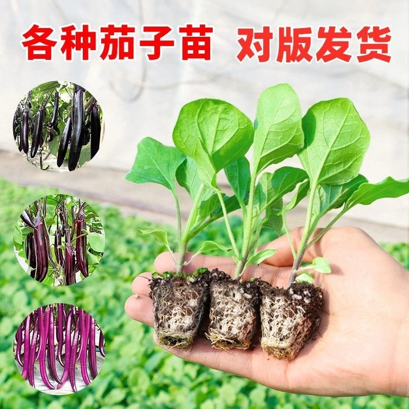 高产茄子秧苗紫长茄子苗黑长茄紫圆茄子烧烤茄子阳台盆栽好养易活