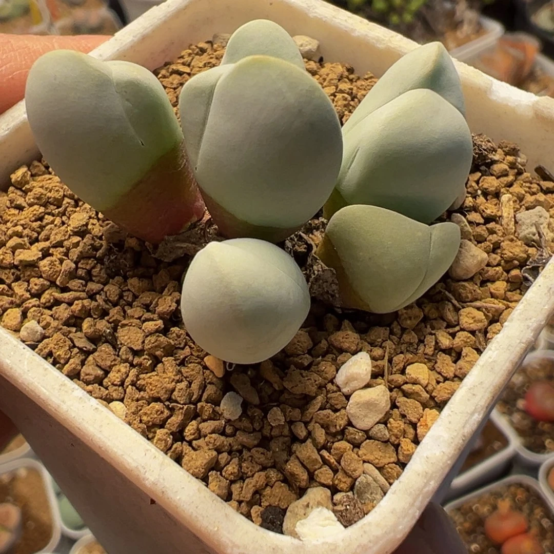 6头白魔群多肉植物百科