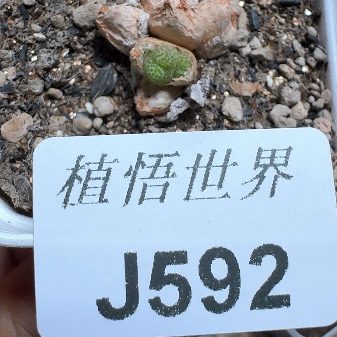 592号多肉植物哇塞fv