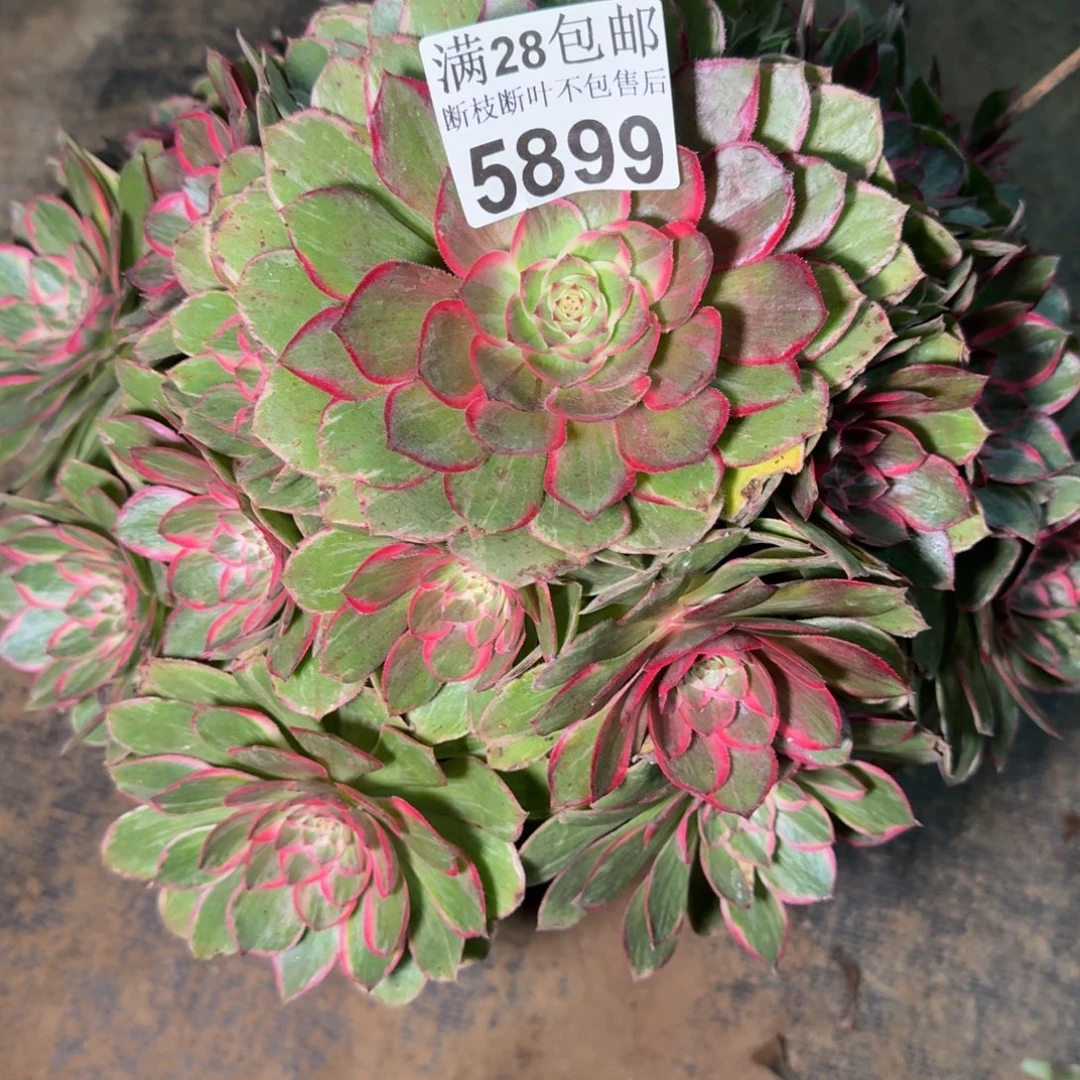 5899莲花座多肉植物