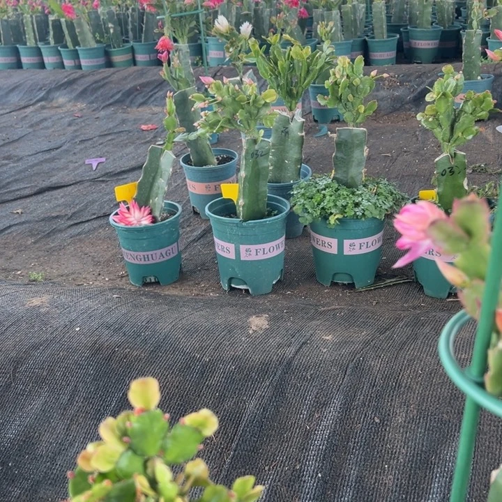 困****38号038粉色花朵000000