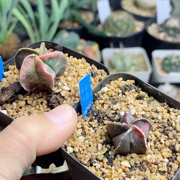 鸾凤玉锦实生球2颗