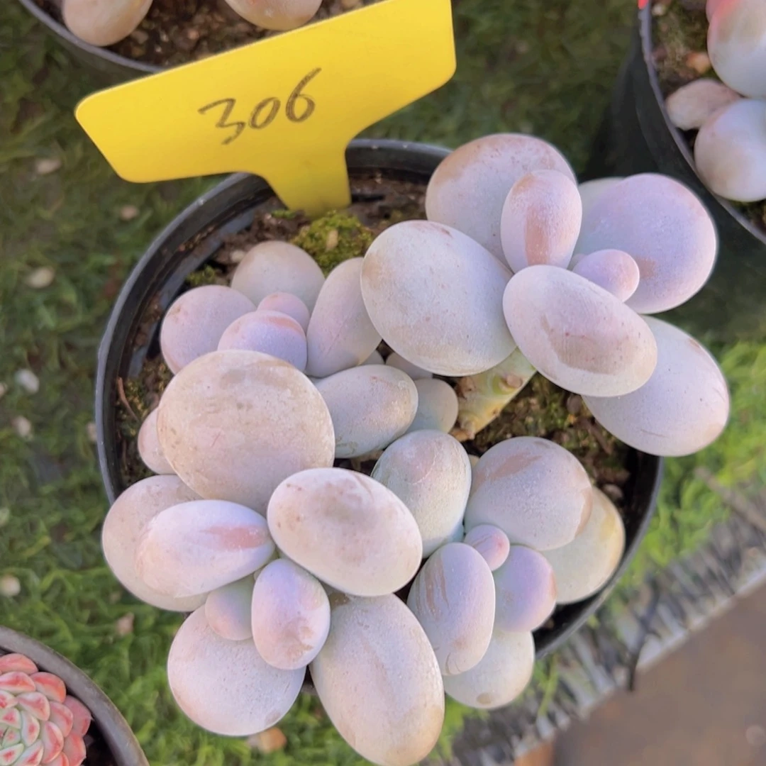 福利来啦来啦来了