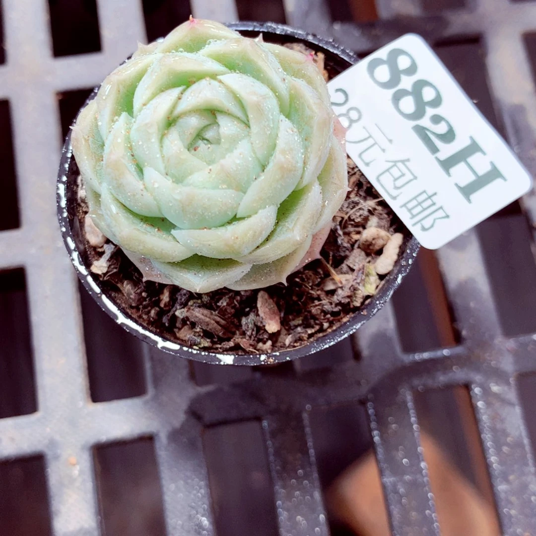 5厘米盆精控多肉882