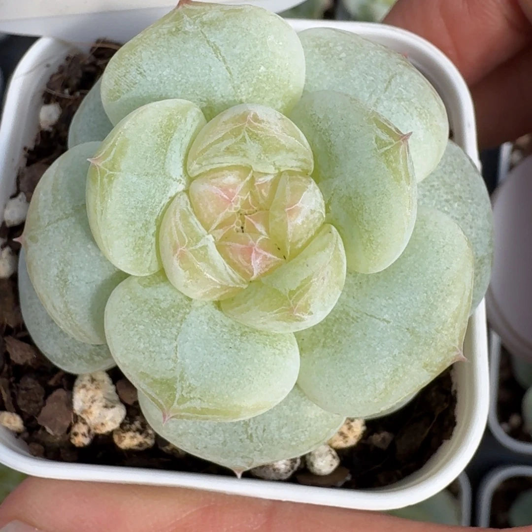 0925-031-清纯单头